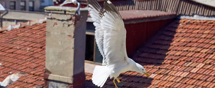 Residential Chimney Animal Removal Solution in Hot Springs, AR