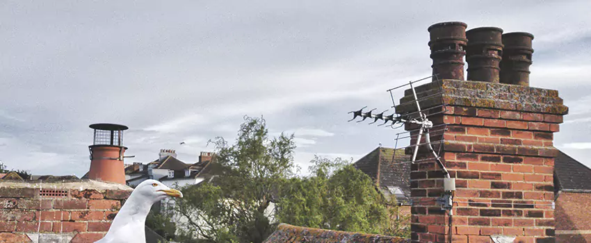 Chimney Cleaning And Restoration in Hot Springs, Arkansas